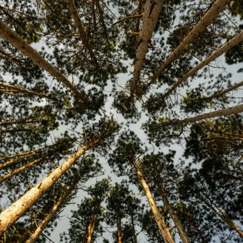 Cimes des arbres vues depuis le sol de la forêt